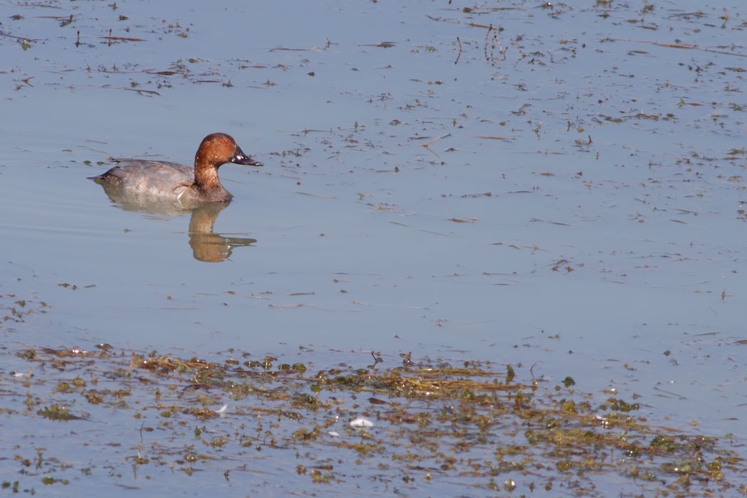 Common Pochard