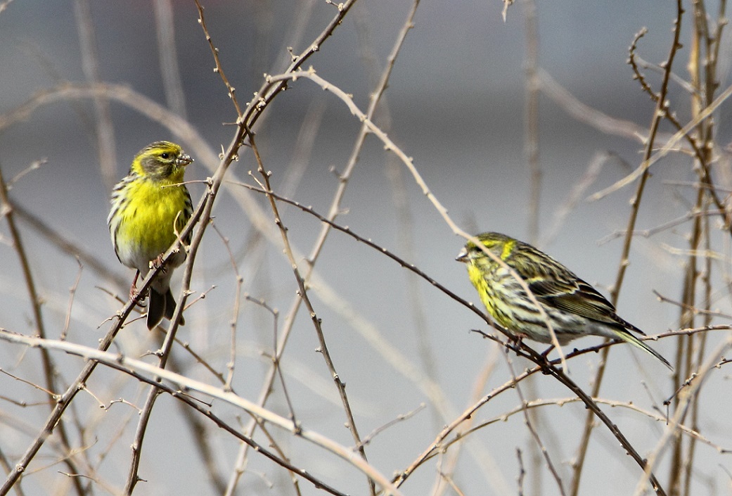European Serin