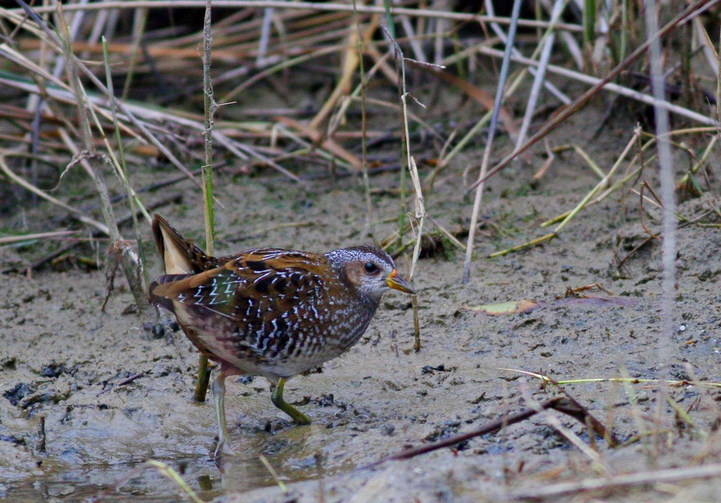Spotted Crake
