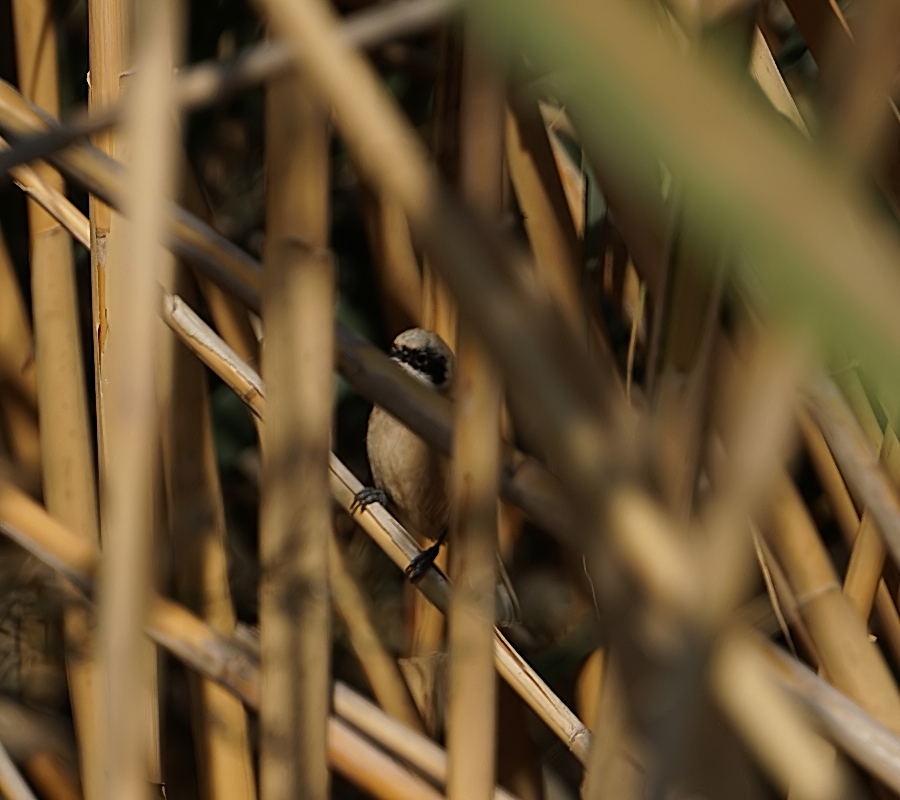 Eurasian Penduline Tit