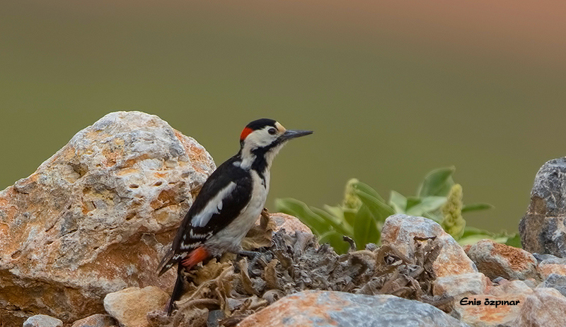 Syrian Woodpecker