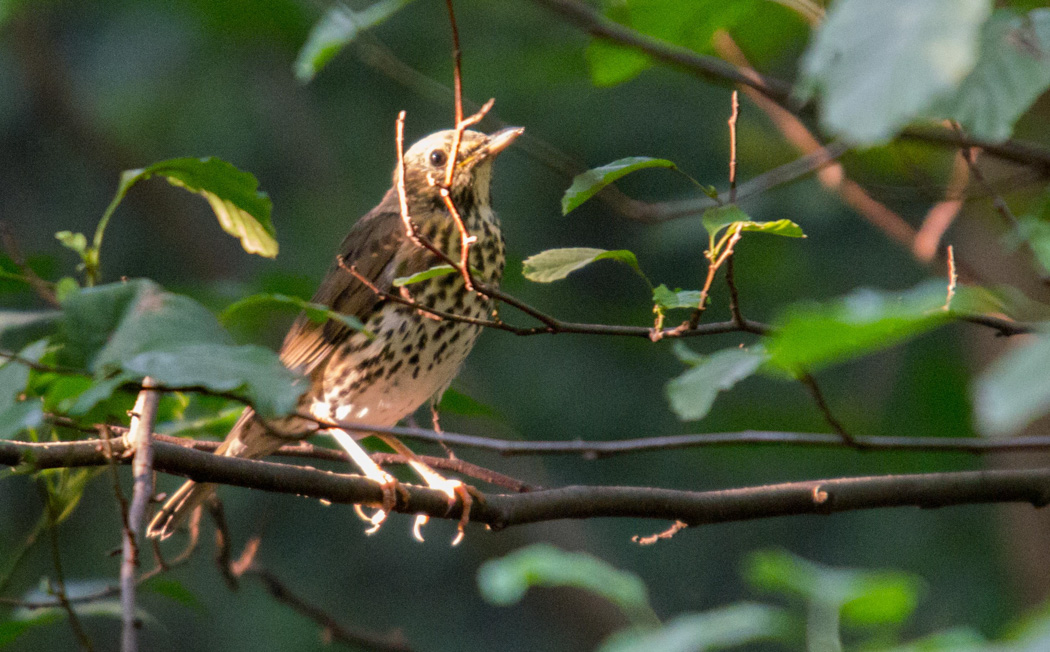 Song Thrush