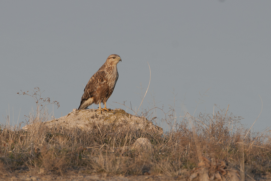 Long-legged Buzzard