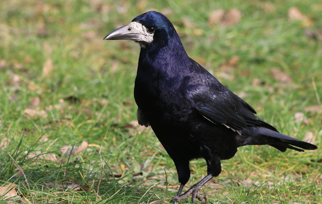 Rook