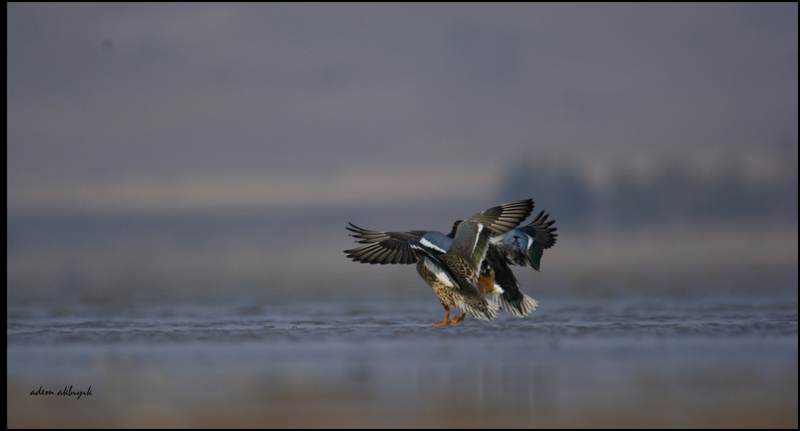 Northern Shoveler