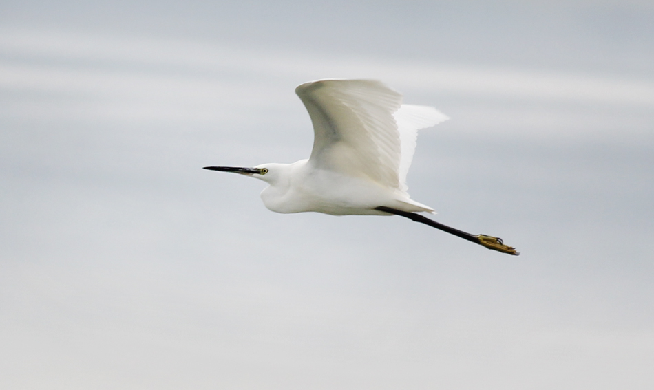 Little Egret