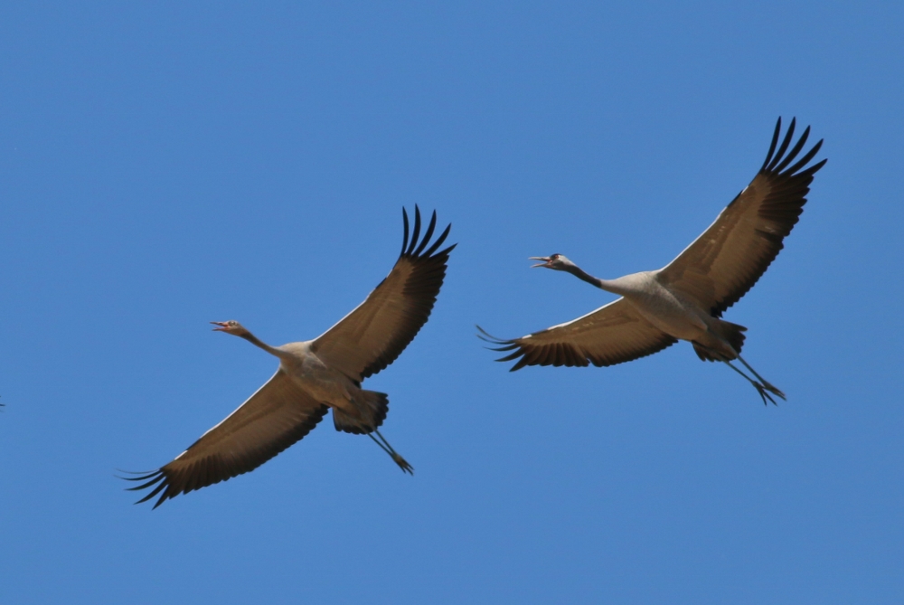 Common Crane