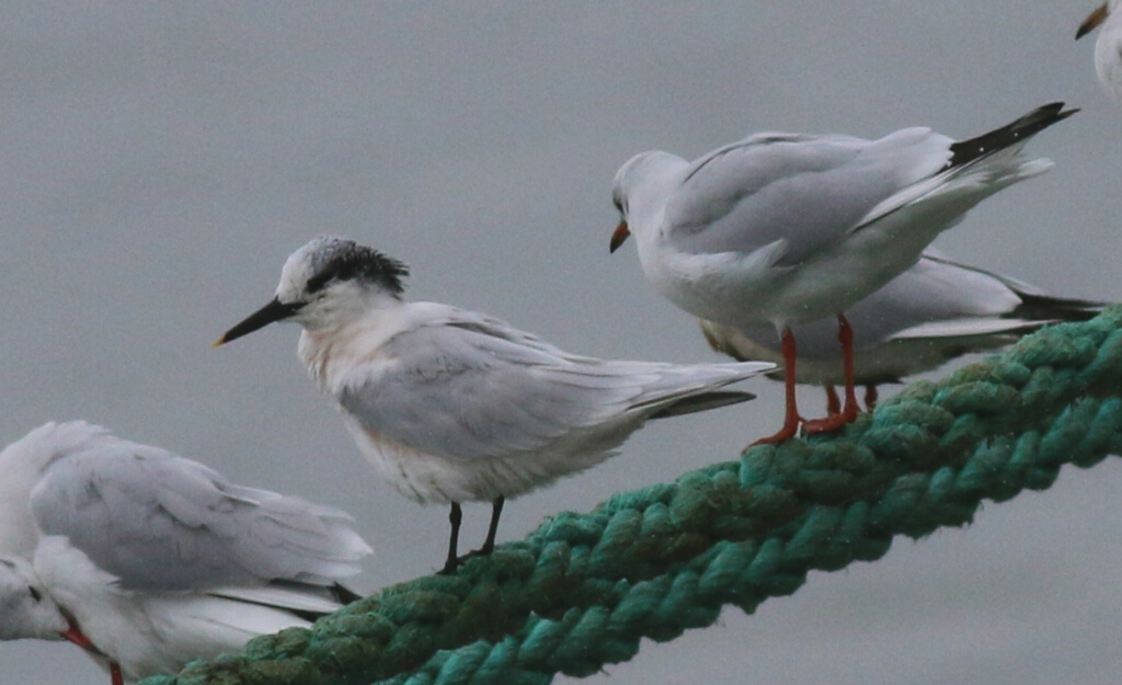Sandwich Tern