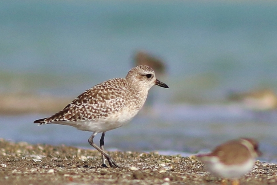 Grey Plover