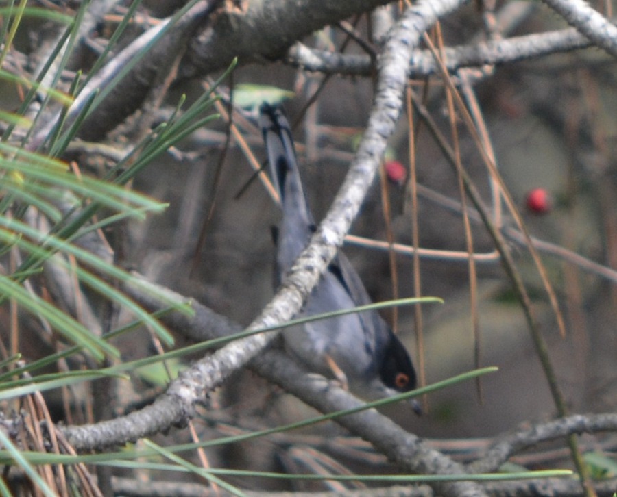 Sardinian Warbler