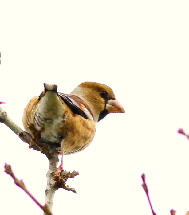 Hawfinch
