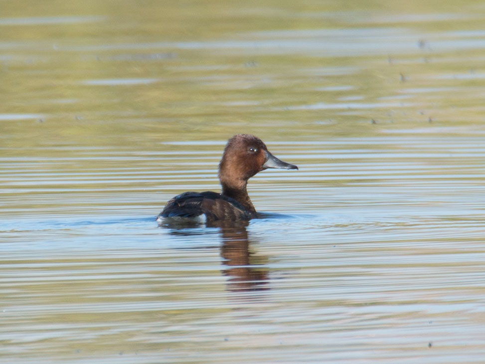 Ferruginous Duck