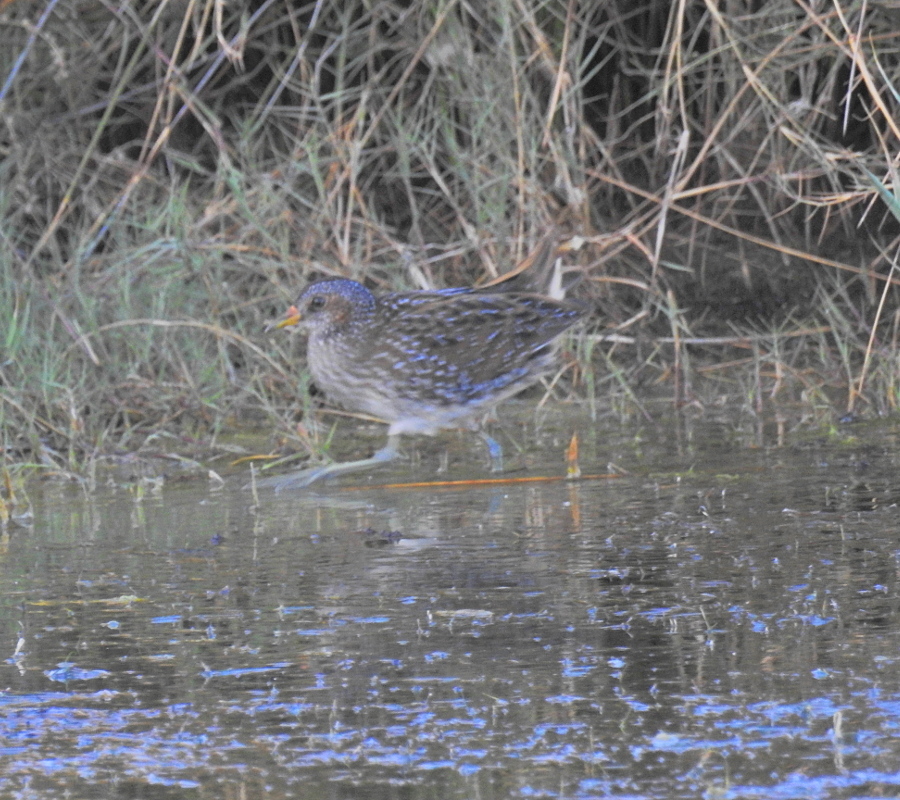 Spotted Crake