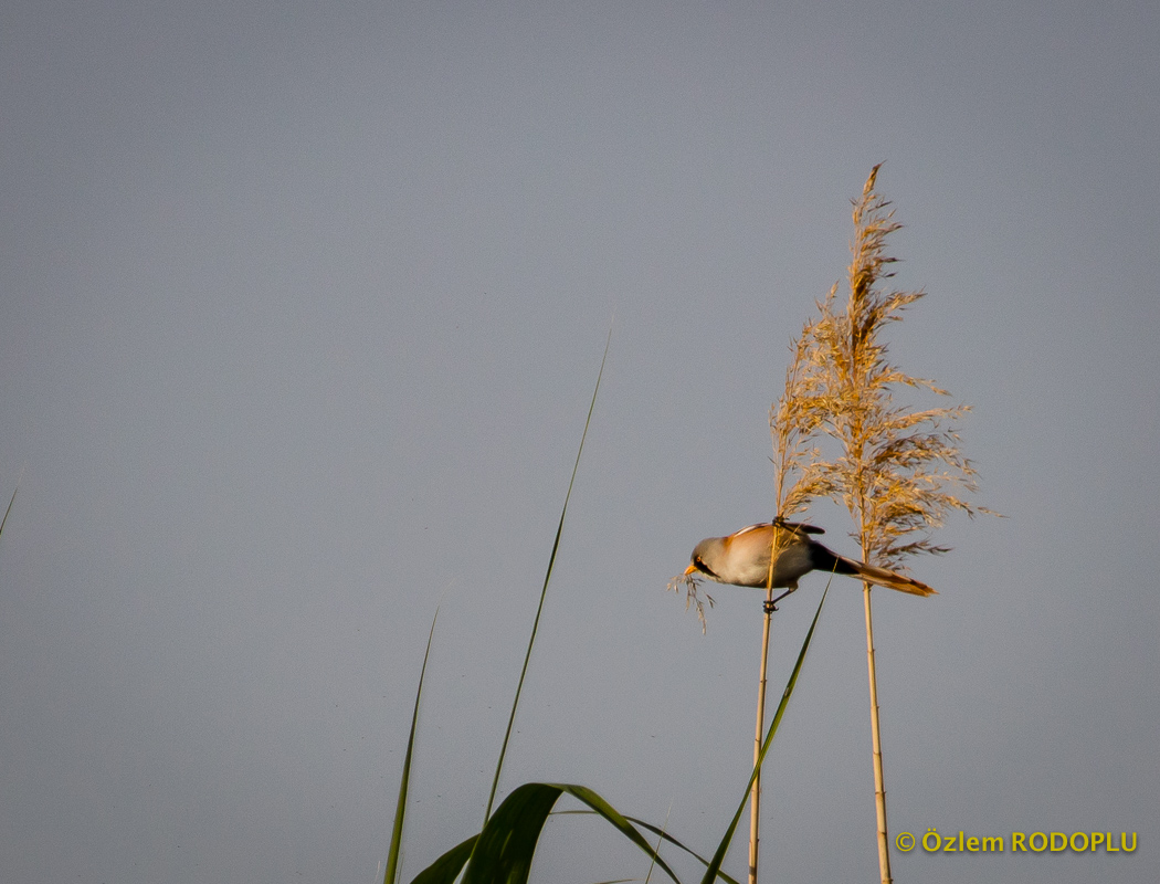 Bearded Reedling