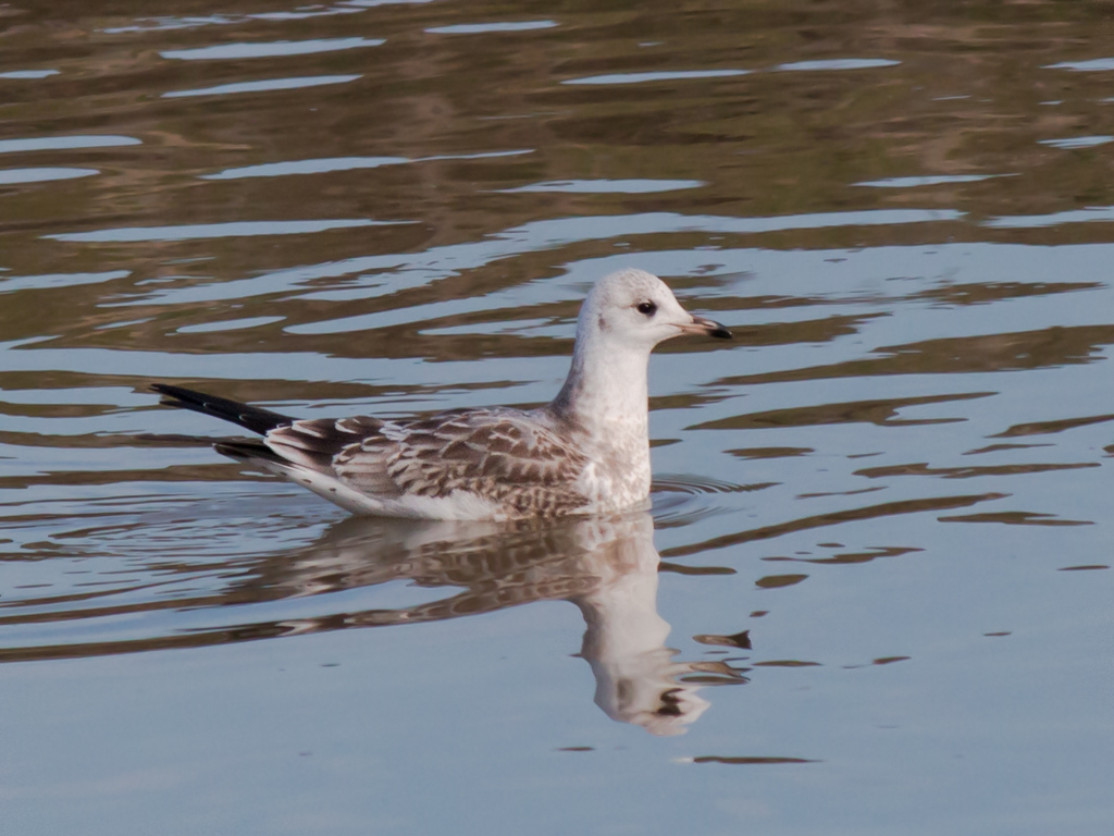 Common Gull