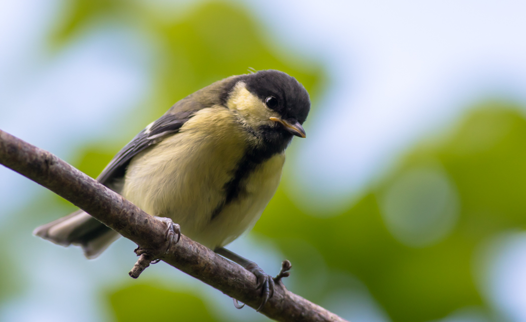 Great Tit