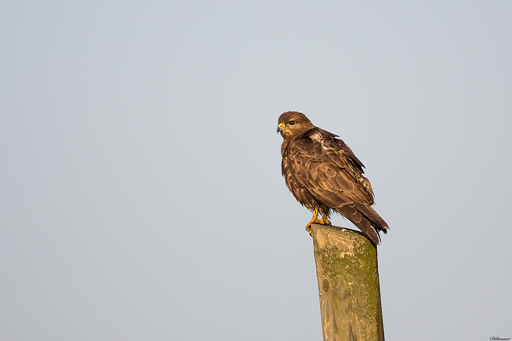 Common Buzzard