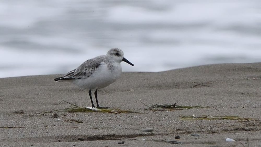 Sanderling