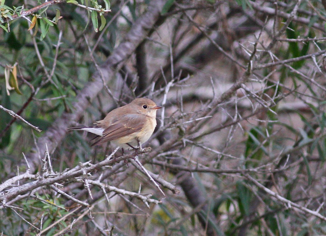 Red-breasted Flycatcher