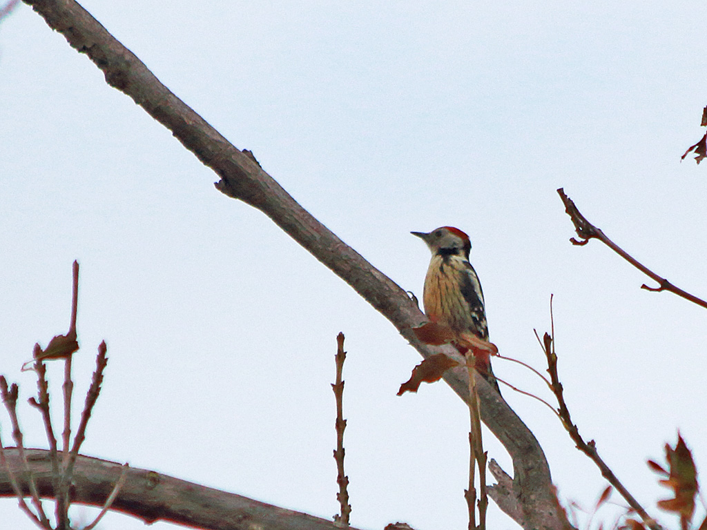 Middle Spotted Woodpecker