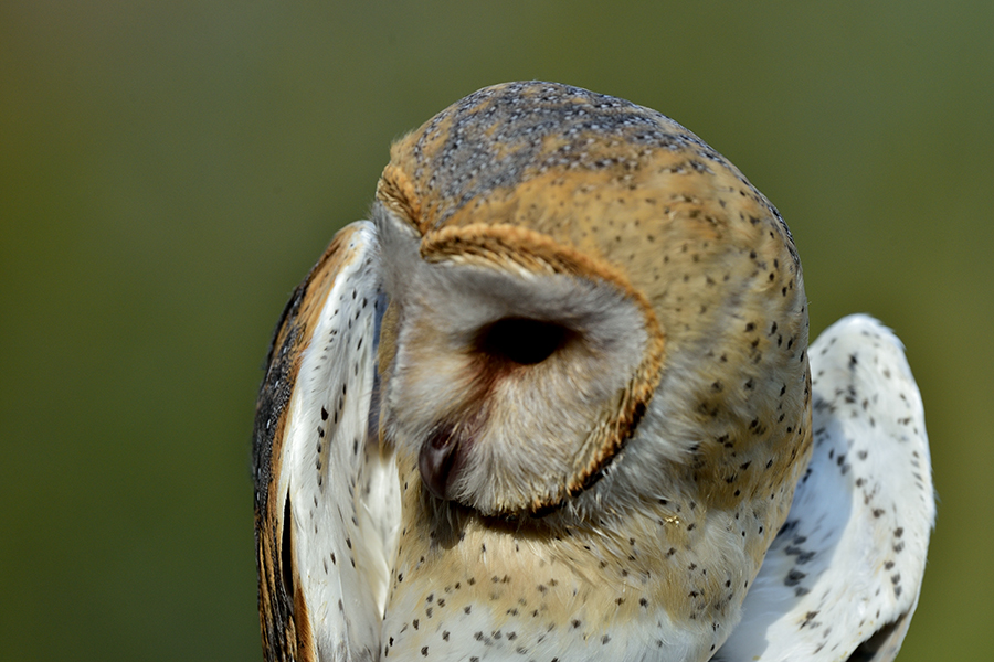 Western Barn Owl
