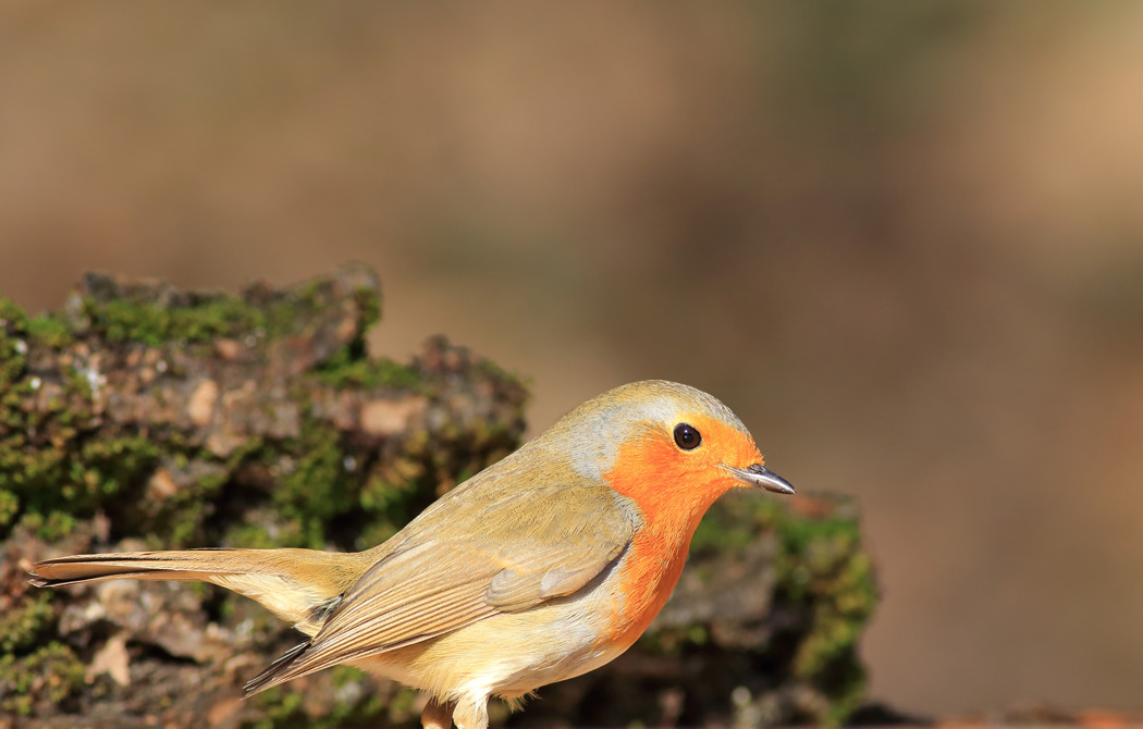 European Robin