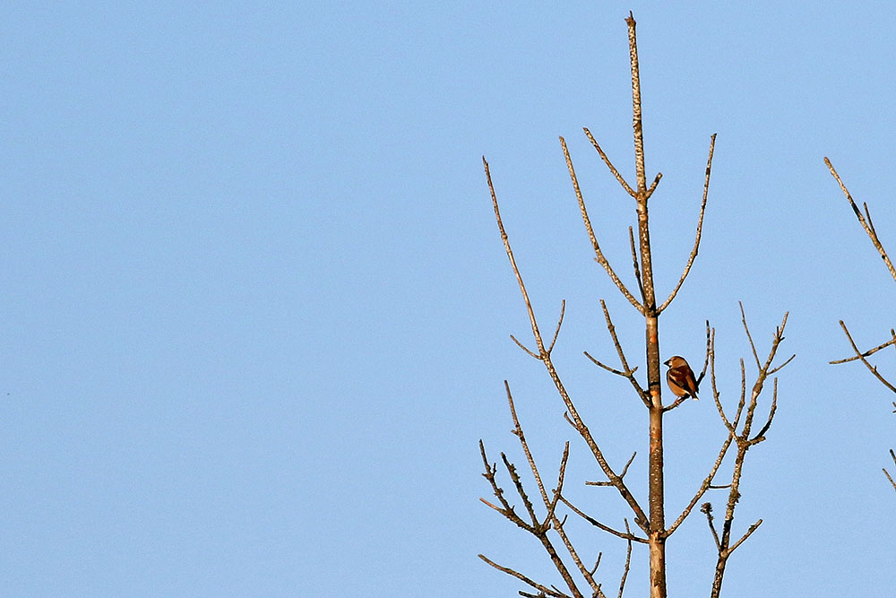 Hawfinch