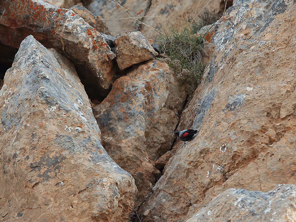 Wallcreeper