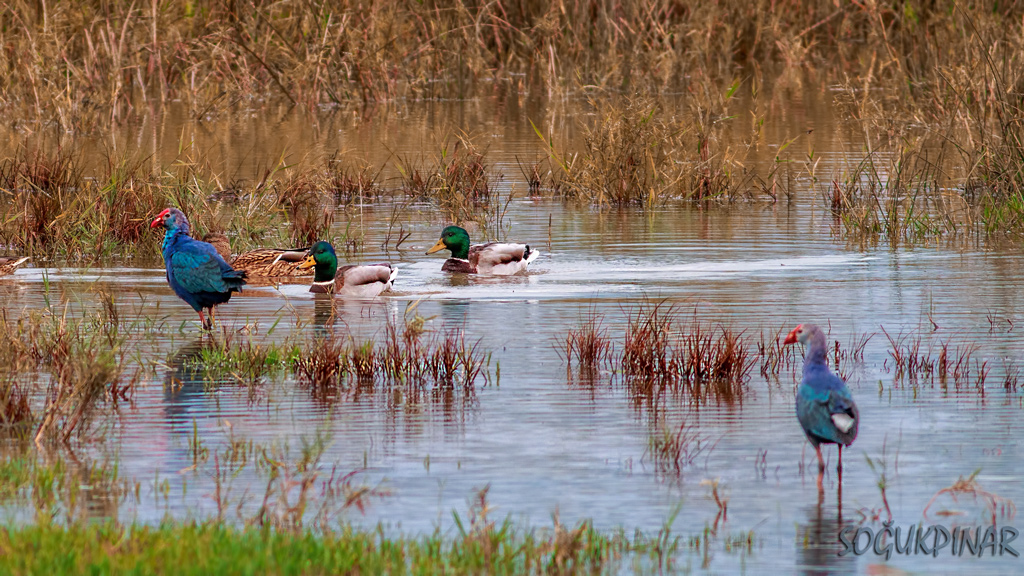 Mallard