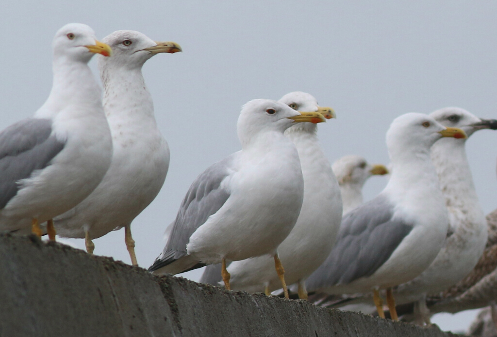 Armenian Gull