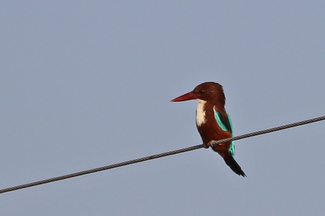 White-throated Kingfisher