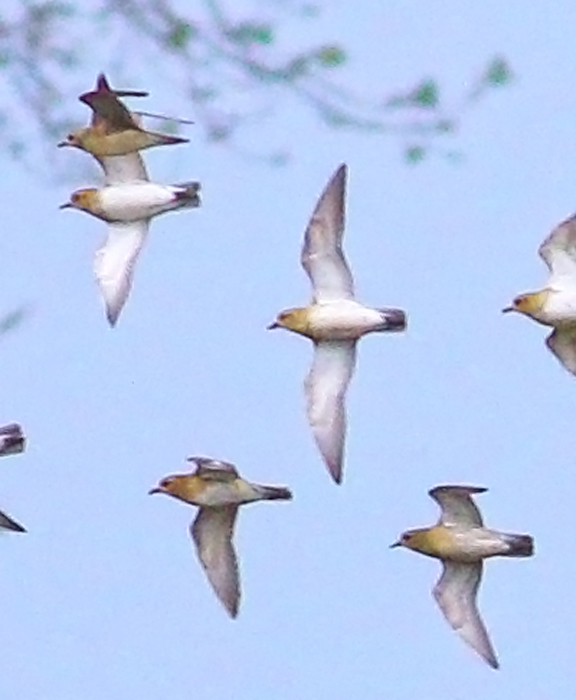 Pacific Golden Plover