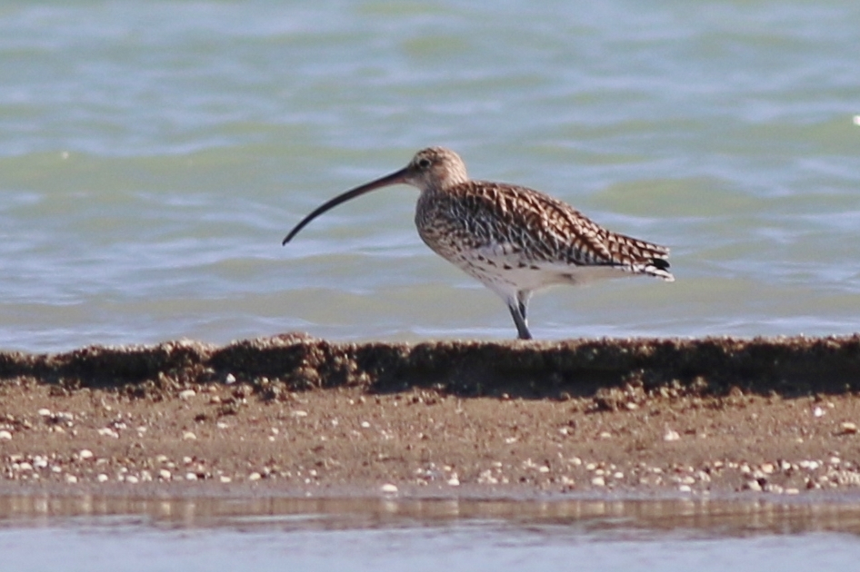Eurasian Curlew
