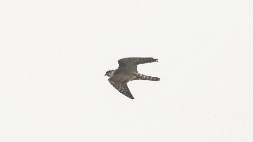 Merlin