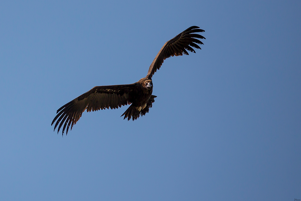 Cinereous Vulture