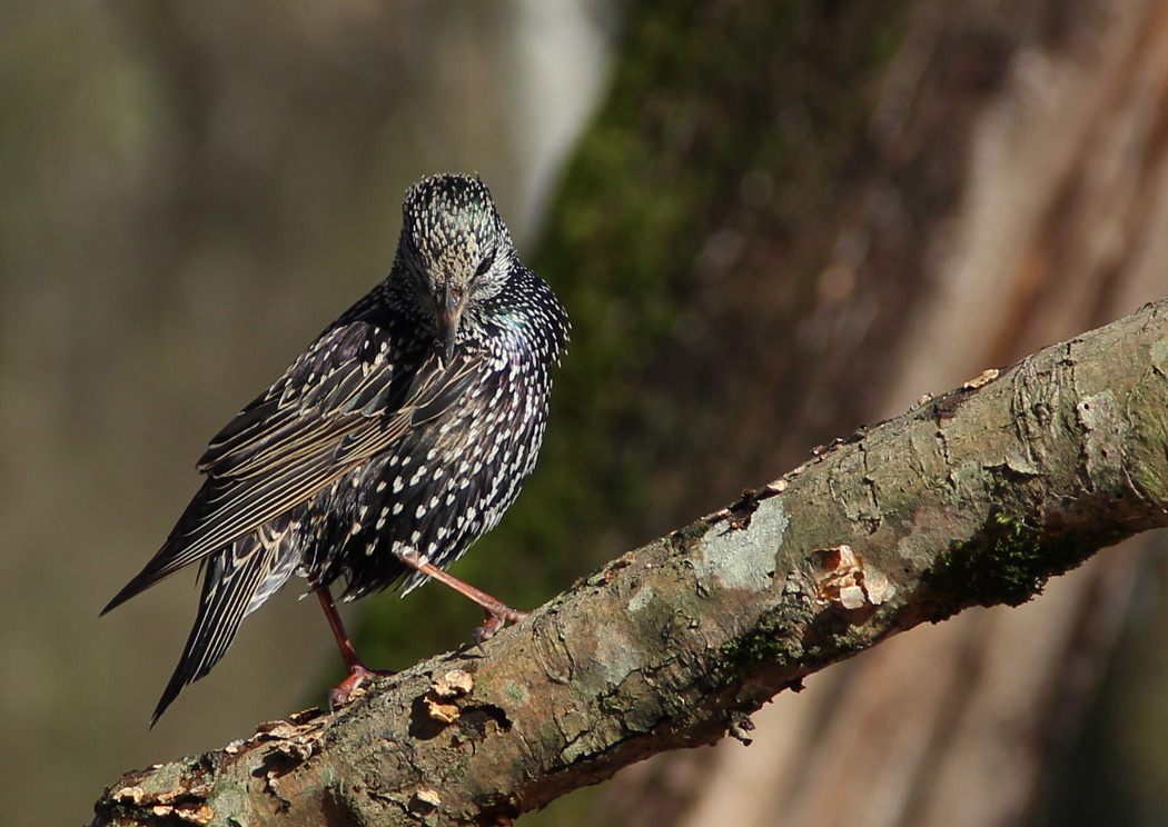 Common Starling