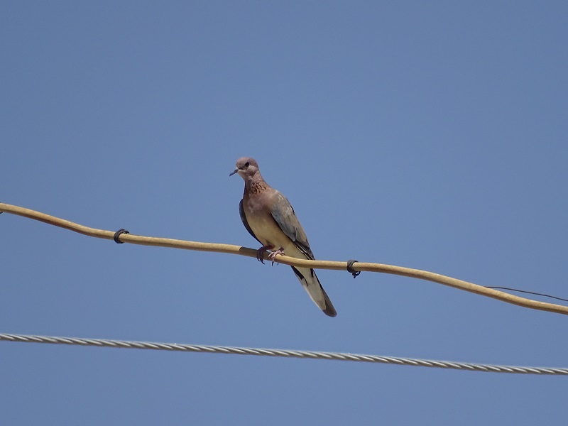 Laughing Dove