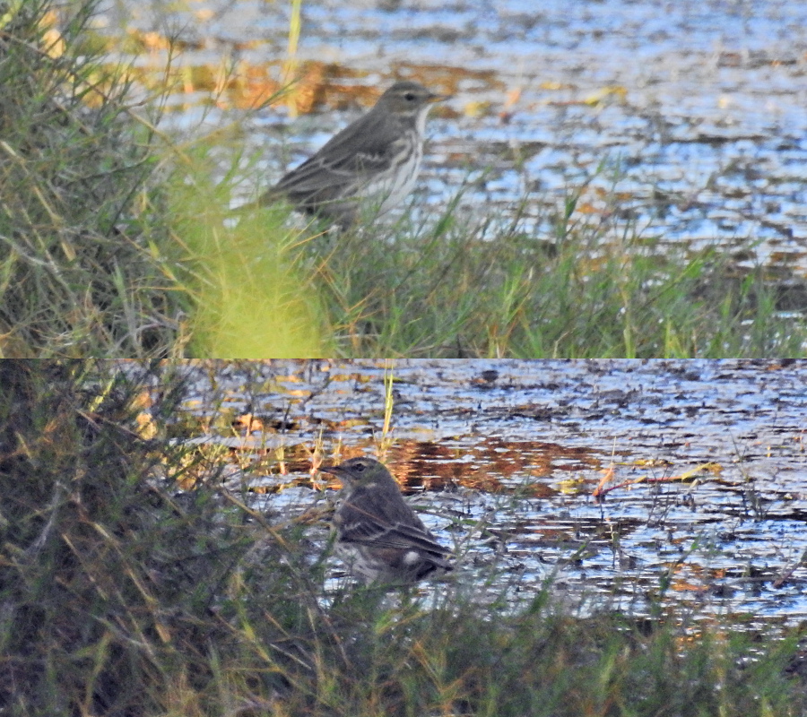 Water Pipit