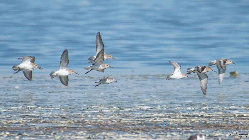 Little Stint