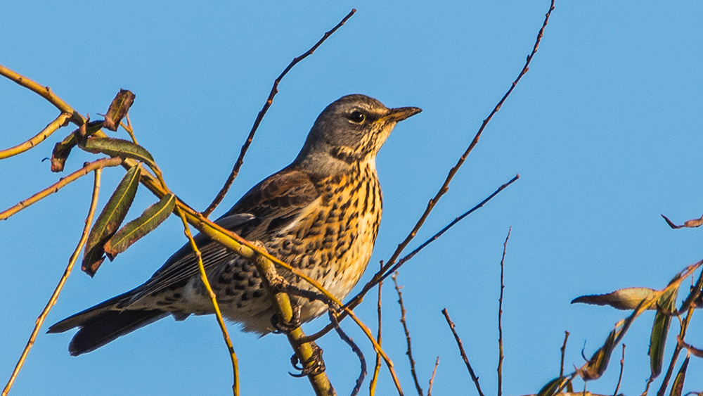 Fieldfare