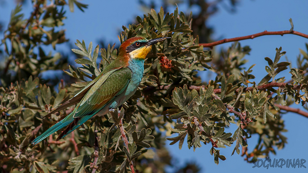 European Bee-eater