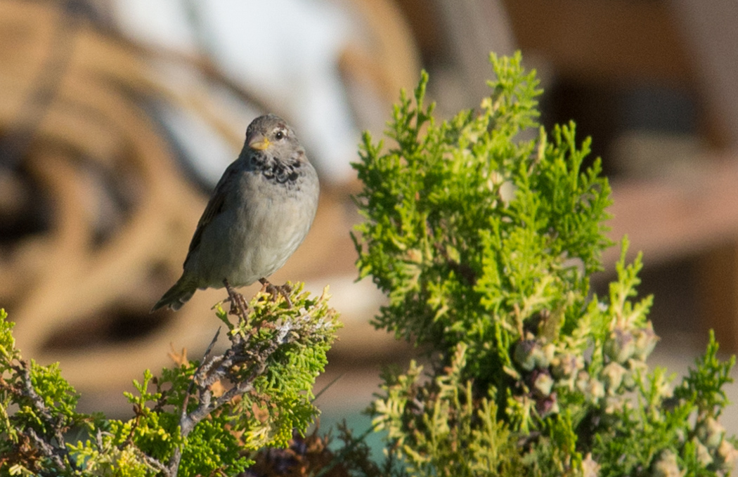 House Sparrow
