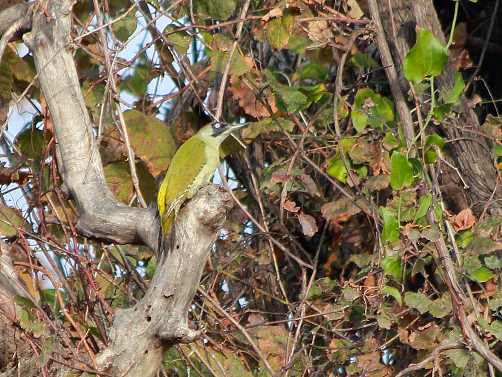 European Green Woodpecker