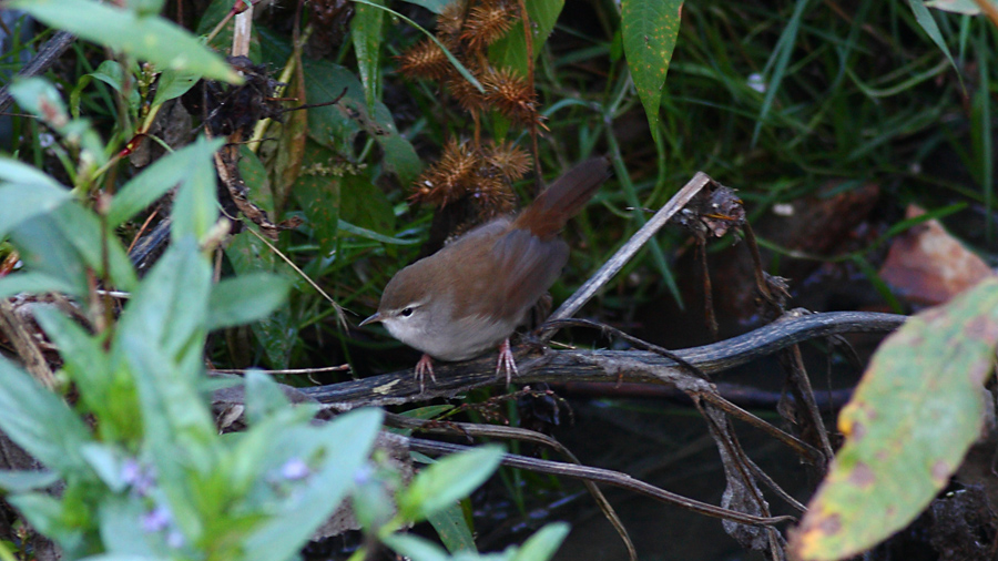 Cetti`s Warbler