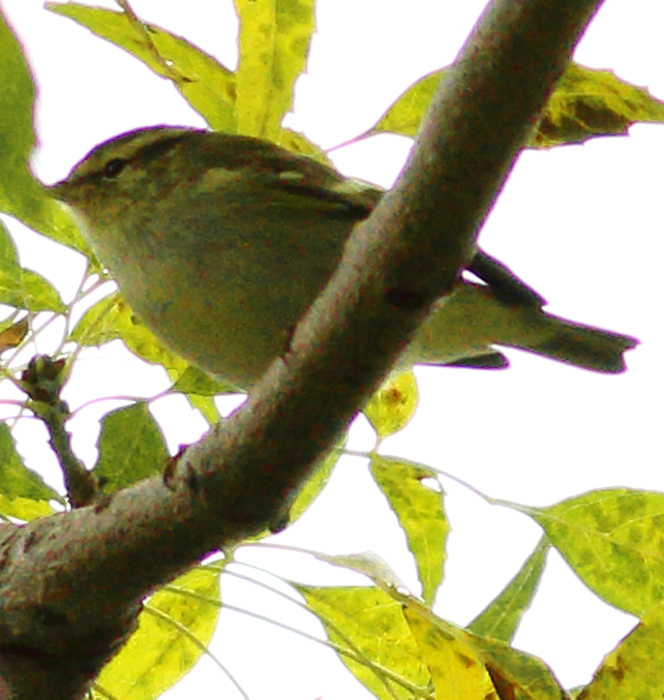Yellow-browed Warbler