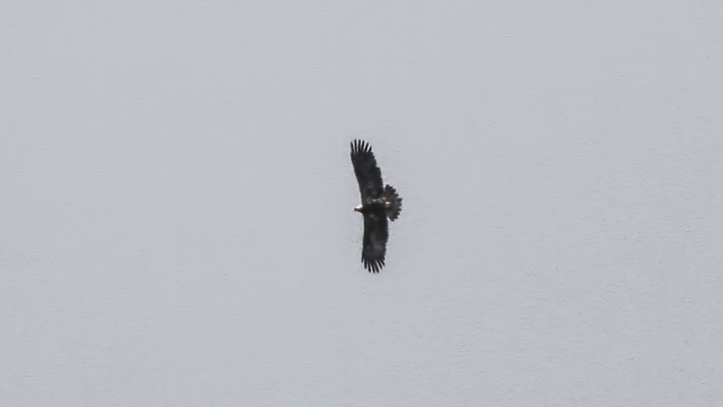 Eastern Imperial Eagle