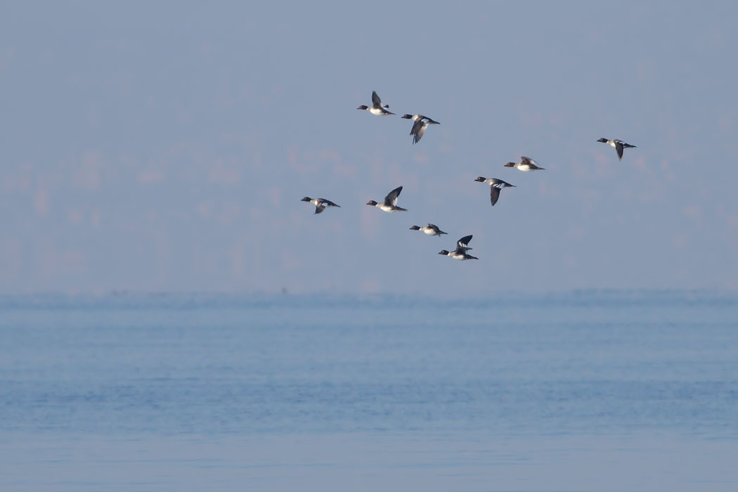 Common Goldeneye