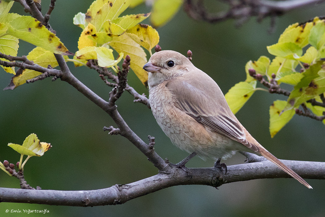 Isabelline Shrike