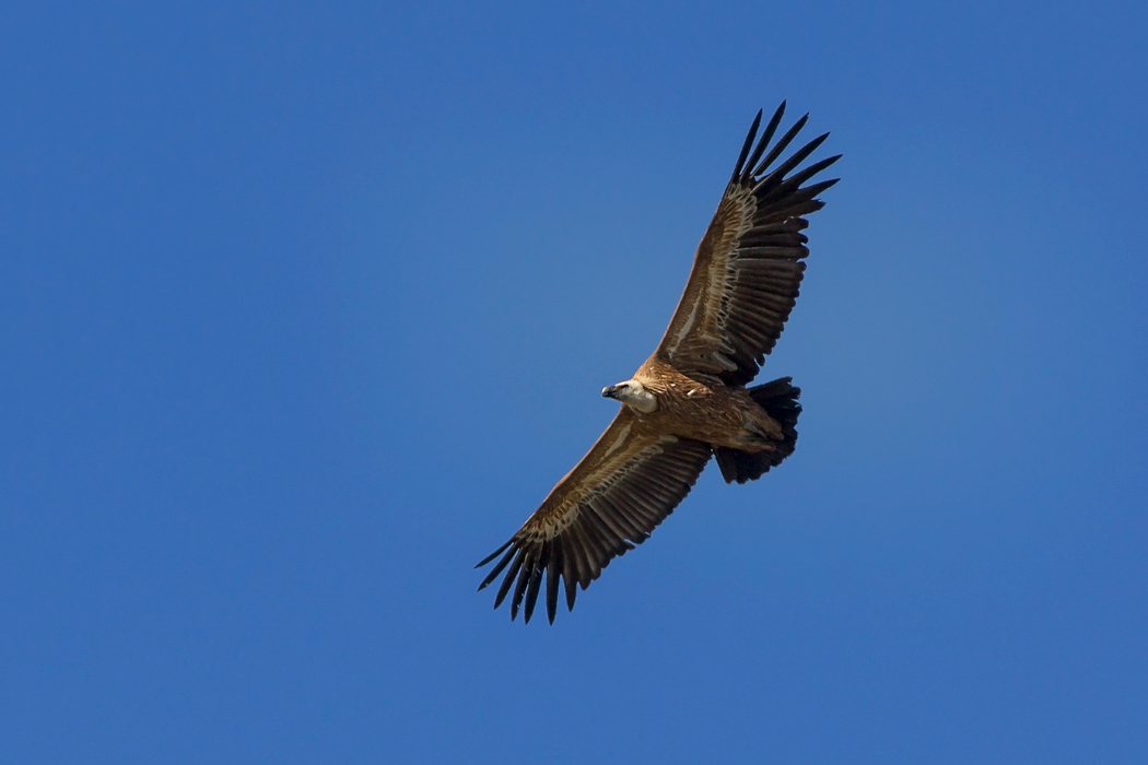 Griffon Vulture