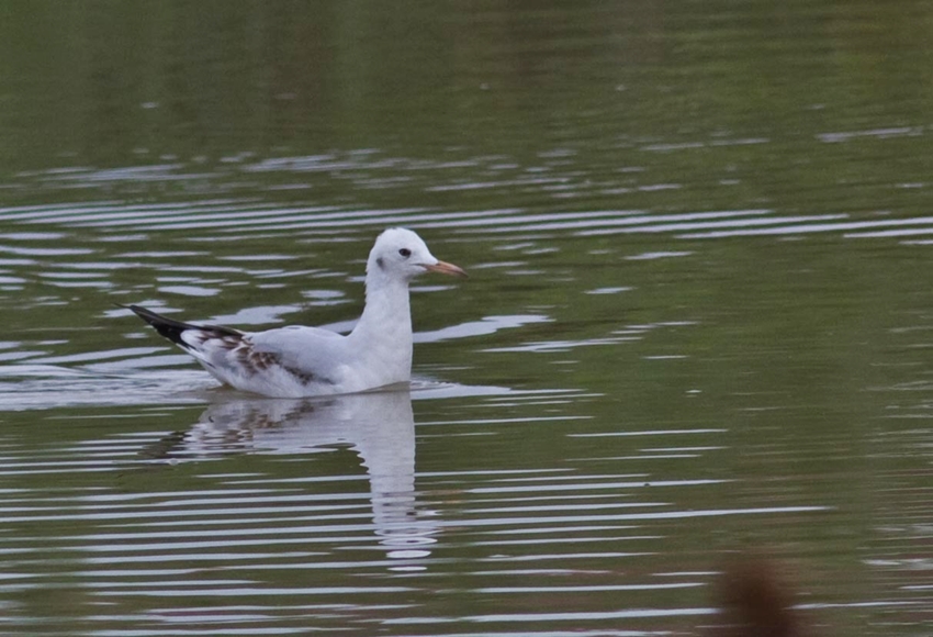 Black-headed Gull